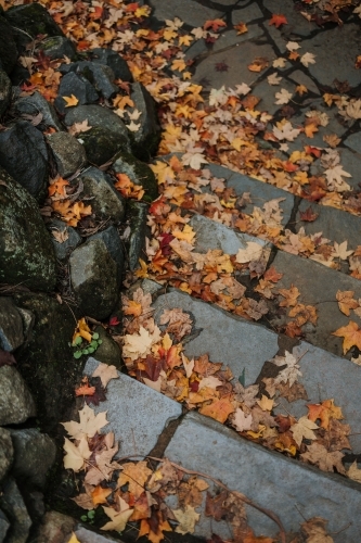 Autumn Path - Australian Stock Image