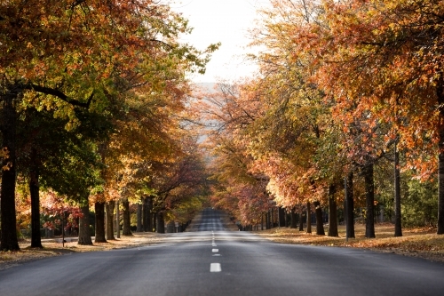 Autumn Remembrance drive - Australian Stock Image