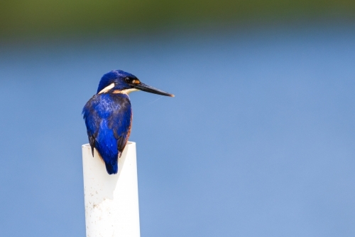 Azure Kingfisher sitting on pipe with blurred blue background - Australian Stock Image