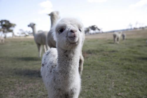 Baby alpaca closeup on the farm - Australian Stock Image