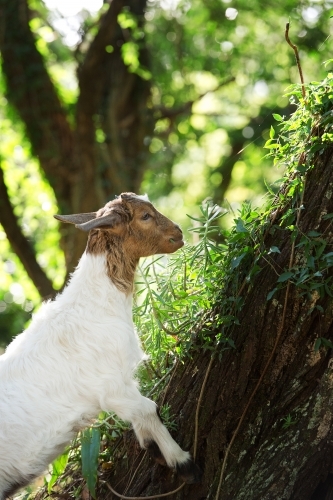 Baby pet goat climbing tree looking for something to eat - Australian Stock Image