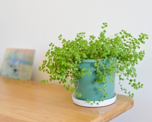 Baby's tears plant indoors on a wooden table - Australian Stock Image