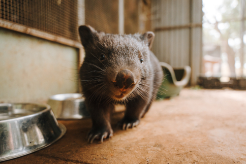 Baby wombat walking on the ground. - Australian Stock Image