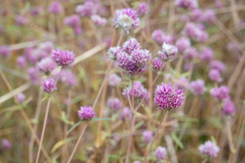 Bachelor's Buttons - purple pink wildflower in Northern Territory - Australian Stock Image