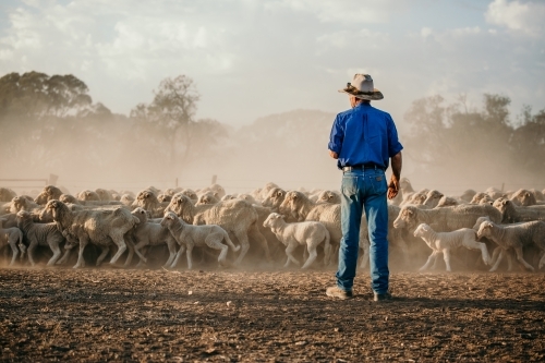 Back View of Farmer Walking towards Flock of Sheep in Countryside - Australian Stock Image