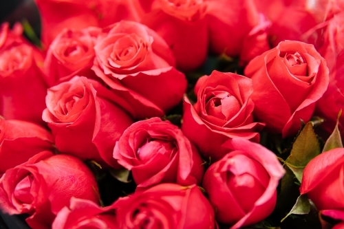 Background of red roses. - Australian Stock Image