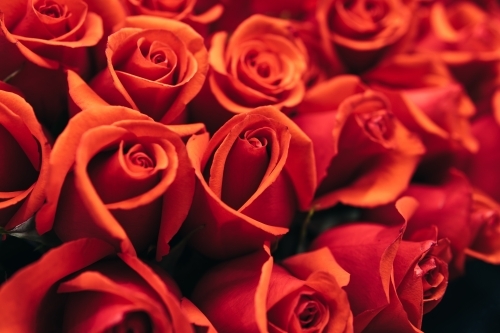 Background of red roses. - Australian Stock Image