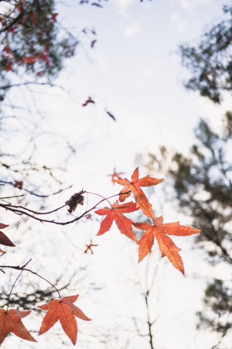 backlit autumn maple leaves - Australian Stock Image