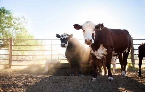 Backlit cattle in dusty australian stockyard on Aussie farm - Australian Stock Image