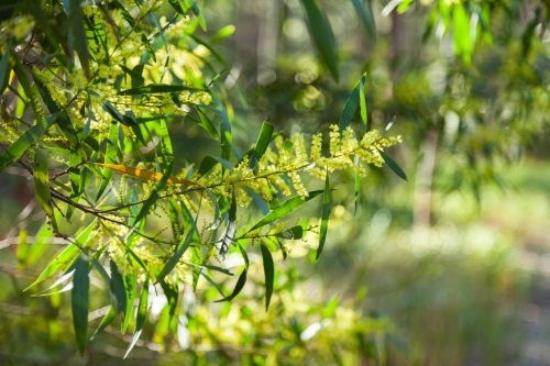 Backlit golden wattle flowering in bushland - Australian Stock Image