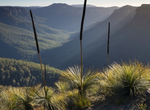 Backlit grasstrees against shadowed, forested valley and cliffs, early morning - Australian Stock Image