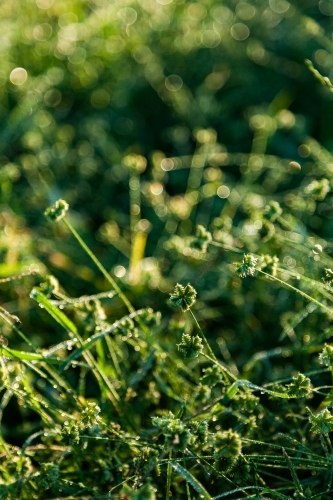 Backlit grassy seed heads in farm paddock growing after rain - Australian Stock Image