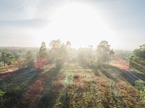 Backlit gum trees in country paddock in Australia with sun rays over landscape - Australian Stock Image