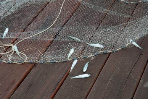Baitfish with net on a jetty - Australian Stock Image