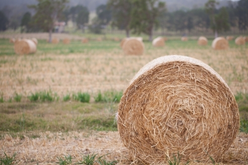 Bales of hay in a paddock - Australian Stock Image