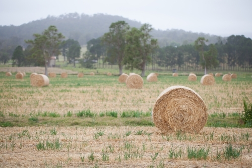 Bales of hay in a paddock - Australian Stock Image