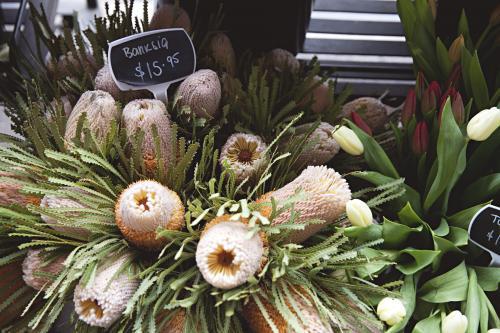 Banksia flowers for sale - Australian Stock Image