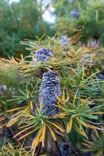 Banksia seed pods nestled in yellow and green foliage - Australian Stock Image