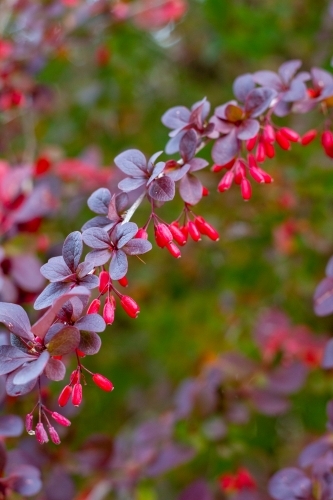 barberry shrub with berries - Australian Stock Image