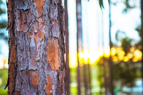 Bark on tree against morning sunrise - Australian Stock Image