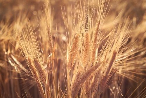 Barley crop heads closeup, backlit by the sunlight - Australian Stock Image