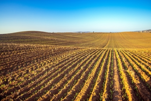 Barley crops showing leading lines to the side during early morning - Australian Stock Image