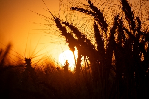 Barley Silhouette - Australian Stock Image