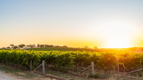 Barossa Valley vineyards at sunset, Tanunda South Australia - Australian Stock Image