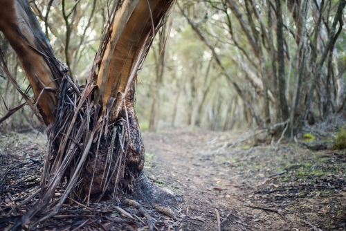 Base of a tree along a bushwalking trail - Australian Stock Image