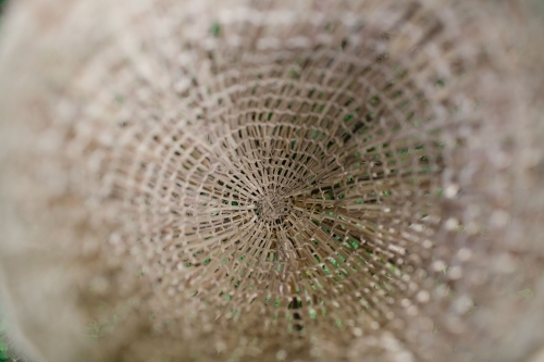 Basket woven from natural fibres in bush - Australian Stock Image