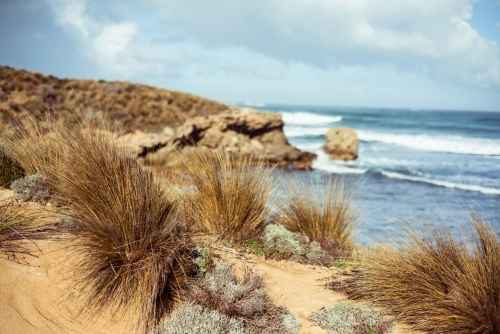 Beach grass and plants growing along coastline - Australian Stock Image