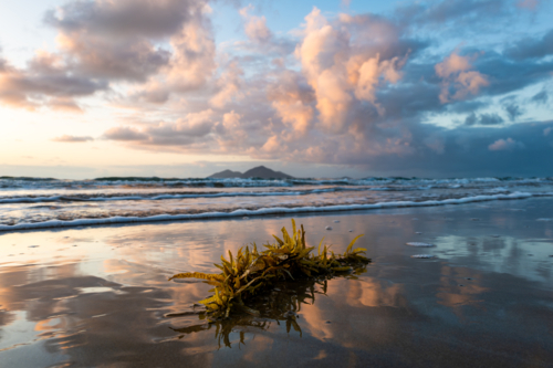 Beach scene at sunrise with waves and seaweed - Australian Stock Image