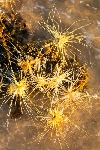 Beach spinifex seeds gathered together along the surf edge of a beach - Australian Stock Image