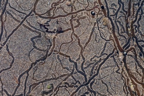 Beach trails left by hermit crabs - Australian Stock Image