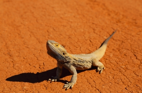 Bearded dragon sunbaking in the hot outback desert. - Australian Stock Image