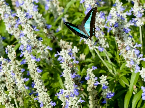 Beautiful Blue Triangle Butterfly flying amongst blue flowers and green leaves - Australian Stock Image