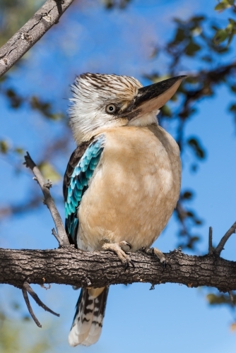 Beautiful Blue Winged Kookaburra perching on a branch - Australian Stock Image