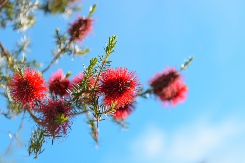 Beautiful bottlebrush flowers on blurred natural background - Australian Stock Image