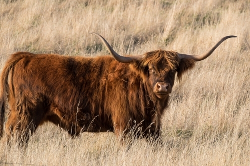 Beautiful highland cow with fantastic long horns. - Australian Stock Image