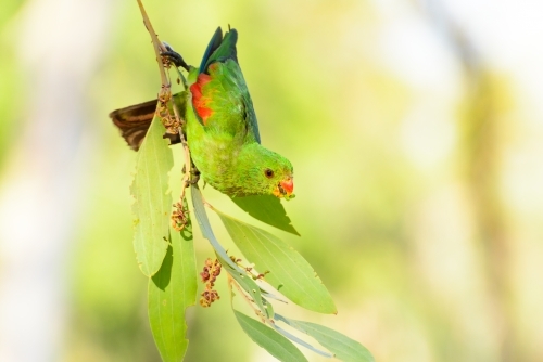 Beautiful juvenile male Red-winged Parrot hanging on a branch with blurred green background - Australian Stock Image