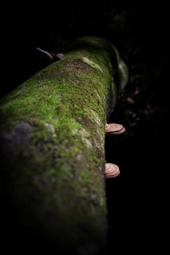 Beautiful narrow green mossy canyon in Blue Mountains National Park - Australian Stock Image