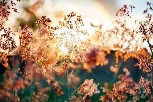 Beautiful pink grass seed heads in the afternoon light - Australian Stock Image