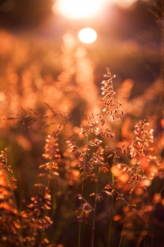 Beautiful pink grass seed heads in the afternoon light - Australian Stock Image