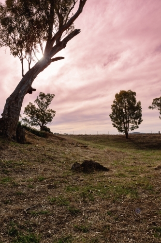 Beautiful pink sky as the sun sets on a rural property - Australian Stock Image