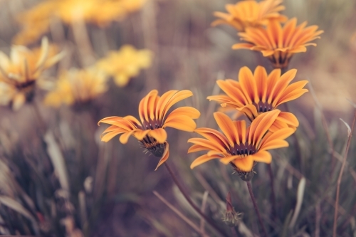 Beautiful wild daisy flower on roadside in sunlight. - Australian Stock Image