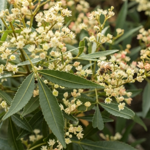 Bee feeding on NSW native Christmas Bush (Ceratopetalum gummiferum) - Australian Stock Image