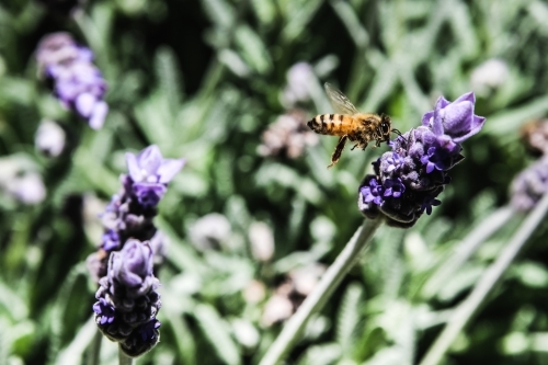 Bee flying above a lavender flower - Australian Stock Image