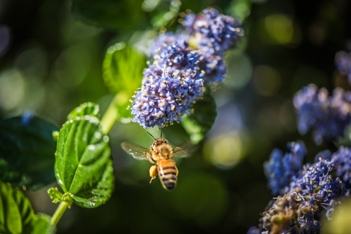 Bee flying next to purple flower in search of pollen - Australian Stock Image