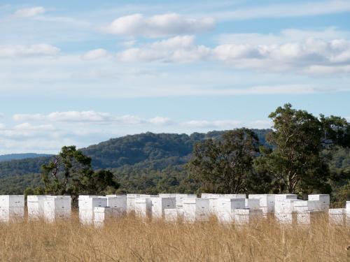 Bee hives in long brown grass in a rural setting - Australian Stock Image