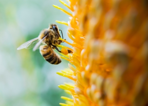 Bee Landing on Banksia Flower - Macro - Australian Stock Image